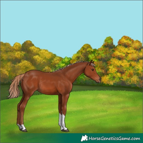 Horse Color:Chestnut Tobiano Rabicano 