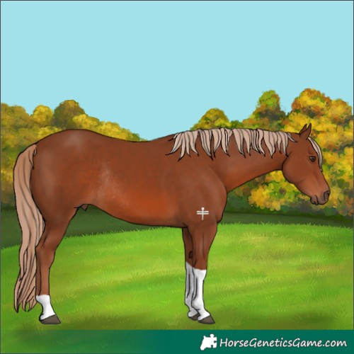 Horse Color:Chestnut Tobiano Rabicano 