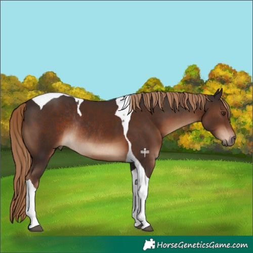 Horse Color:Liver Chestnut Tobiano Rabicano 