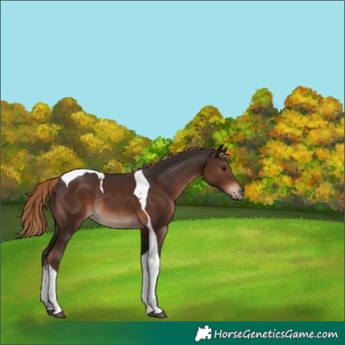 Horse Color:Liver Chestnut Tobiano Rabicano