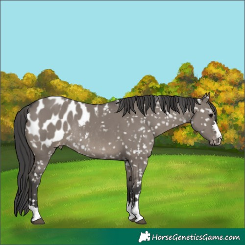 Horse Color:Grullo Appaloosa Rabicano 