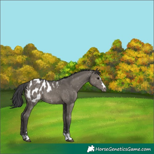 Horse Color:Grullo Appaloosa Rabicano 