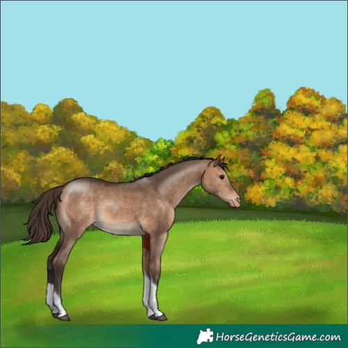 Horse Color:Bay Dun Tobiano Appaloosa