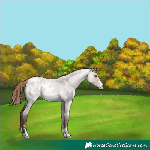 Horse Color:Liver Red Dun Roan Appaloosa Rabicano 