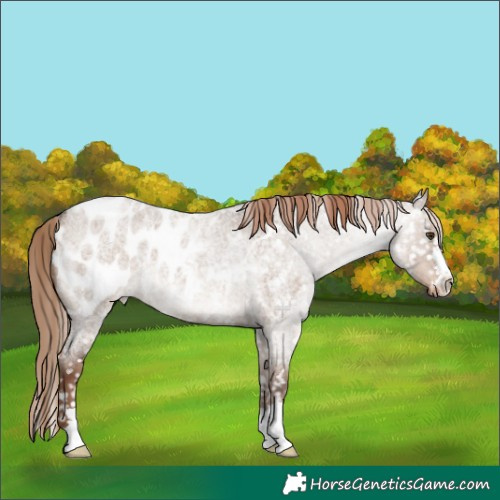 Horse Color:Liver Red Dun Roan Blanket Rabicano 