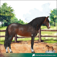 Horse Color:Bay Appaloosa