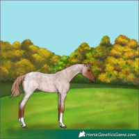 Horse Color:Red Roan Tobiano Rabicano