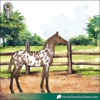 Horse Color:Liver Red Dun Appaloosa
