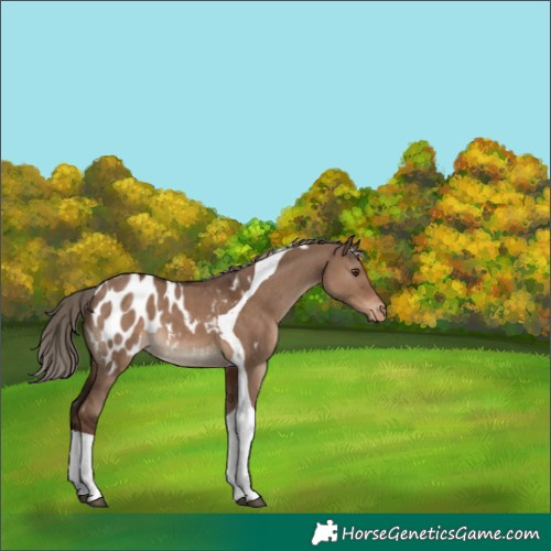 Horse Color:Liver Red Dun Tobiano Blanket 