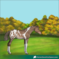 Horse Color:Liver Red Dun Tobiano Appaloosa