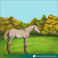 Horse Color:Red Dun