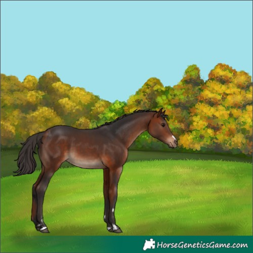 Horse Color:Bay 