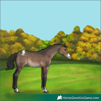 Horse Color:Brown Dun Appaloosa Rabicano