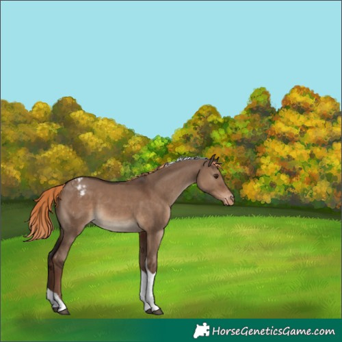Horse Color:Liver Red Dun Tobiano Appaloosa 