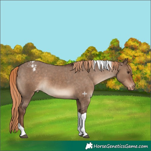 Horse Color:Liver Red Dun Tobiano Varnish 