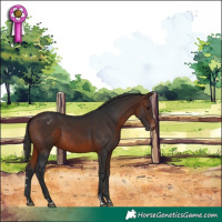 Horse Color:Brown Appaloosa