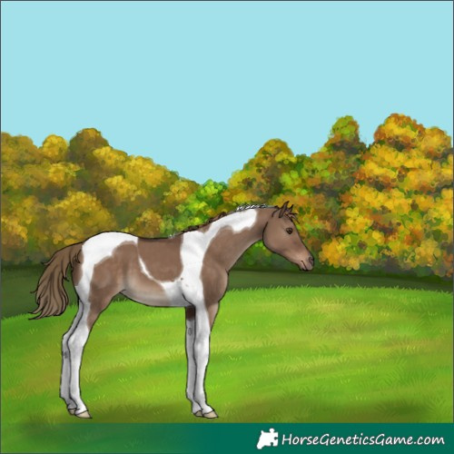 Horse Color:Liver Red Dun Tobiano 