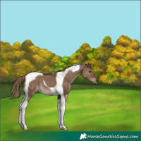 Horse Color:Liver Red Dun Tobiano 