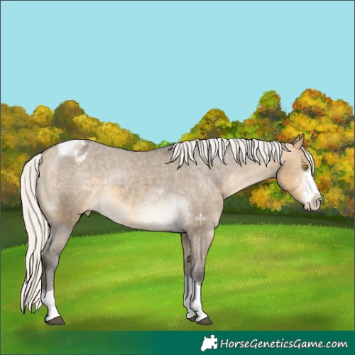 Horse Color:Silver Buckskin Dun Sabino Tobiano Varnish 