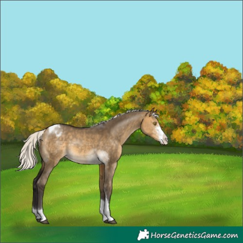 Horse Color:Silver Buckskin Dun Sabino Tobiano Appaloosa