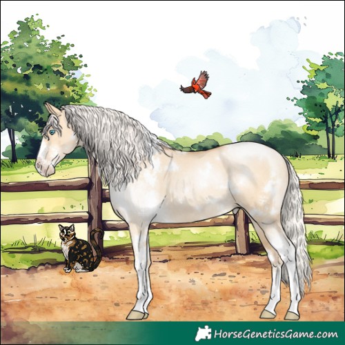 Horse Color:White Spotted Silver Buckskin Pearl Dun Sabino Rabicano 