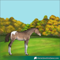 Horse Color:Brown Dun Tobiano Appaloosa
