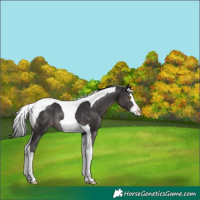Horse Color:Smoky Black Splash Tobiano