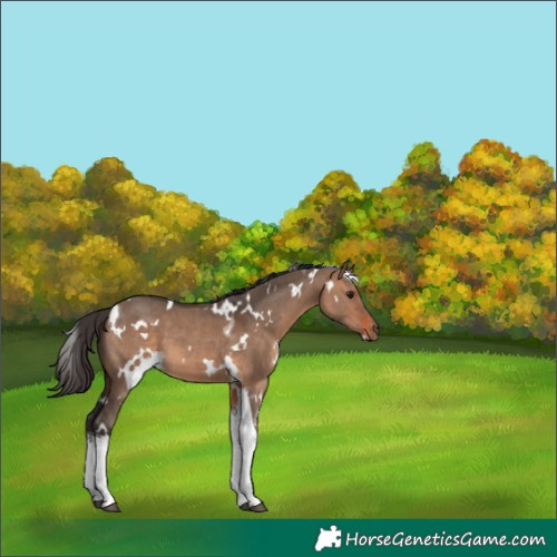 Horse Color:White Spotted Bay Dun Tobiano 