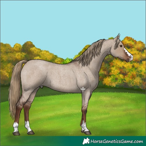 Horse Color:Liver Red Dun Roan 