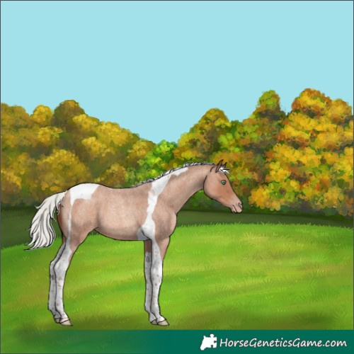 Horse Color:Silver Sable Champagne Roan Tobiano 