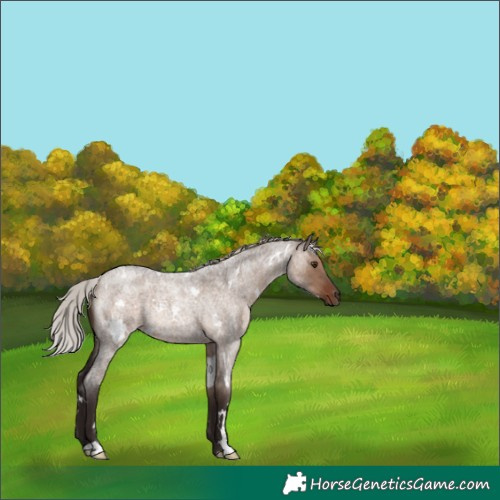 Horse Color:White Spotted Silver Brown Roan Dun Rabicano
