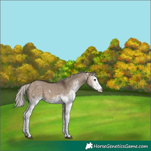 Horse Color:White Spotted Silver Brown Dun Rabicano