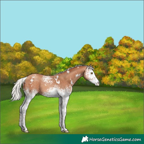 Horse Color:White Spotted Silver Sable Champagne Rabicano