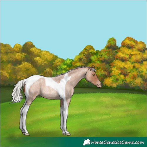 Horse Color:Silver Sable Champagne Roan Tobiano