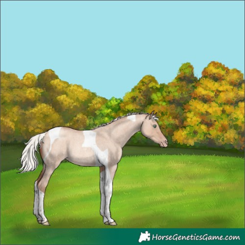 Horse Color:Silver Sable Champagne Roan Dun Tobiano Rabicano 
