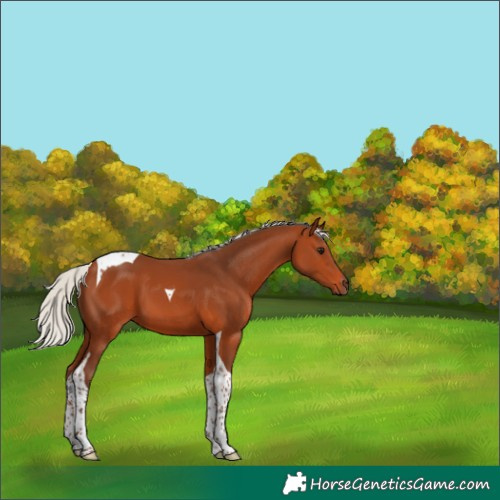 Horse Color:Silver Bay Tobiano 