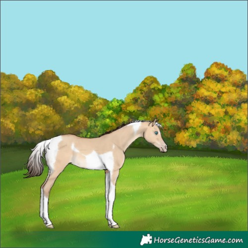Horse Color:Amber Champagne Dun Tobiano