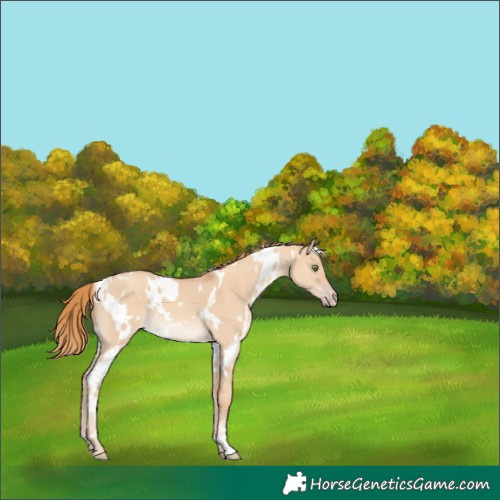 Horse Color:White Spotted Gold Champagne Dun