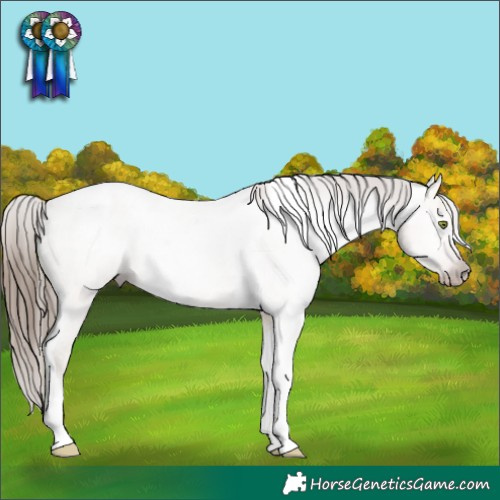 Horse Color:Gray Amber Champagne Dun Tobiano Appaloosa Rabicano 