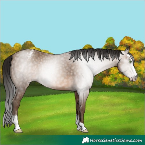 Horse Color:Gray Sable Champagne Sabino Appaloosa Rabicano 