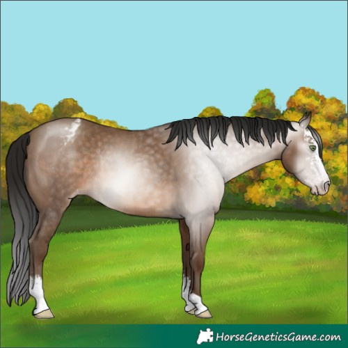 Horse Color:Gray Sable Champagne Sabino Appaloosa Rabicano 