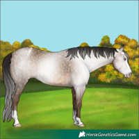 Horse Color:Gray Sable Champagne Sabino Appaloosa Rabicano