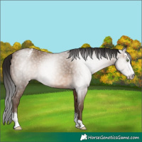 Horse Color:Gray Sable Champagne Sabino Varnish Rabicano 