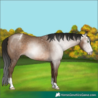 Horse Color:Gray Sable Champagne Sabino Appaloosa Rabicano 