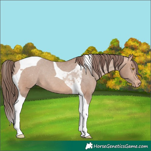 Horse Color:Amber Champagne Tobiano Appaloosa 