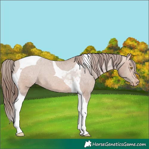 Horse Color:Amber Champagne Tobiano Varnish 