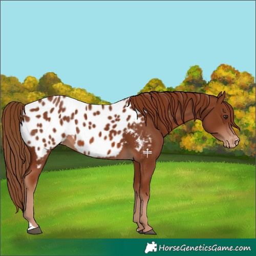 Horse Color:Chestnut Appaloosa 