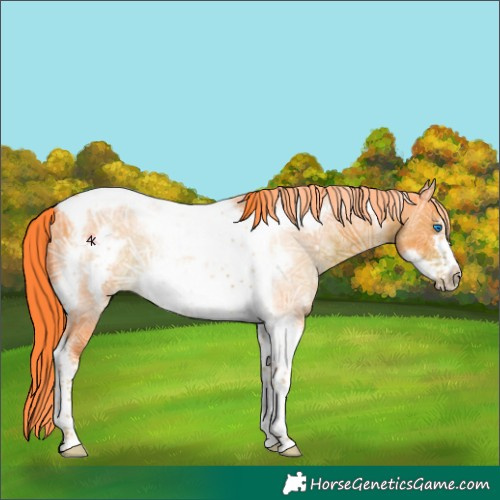 Horse Color:Unknown 