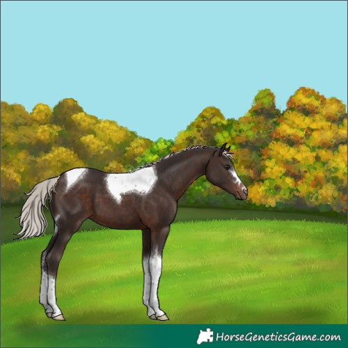 Horse Color:Silver Brown Tobiano