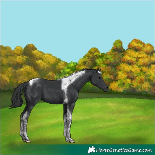 Horse Color:Black Tobiano
